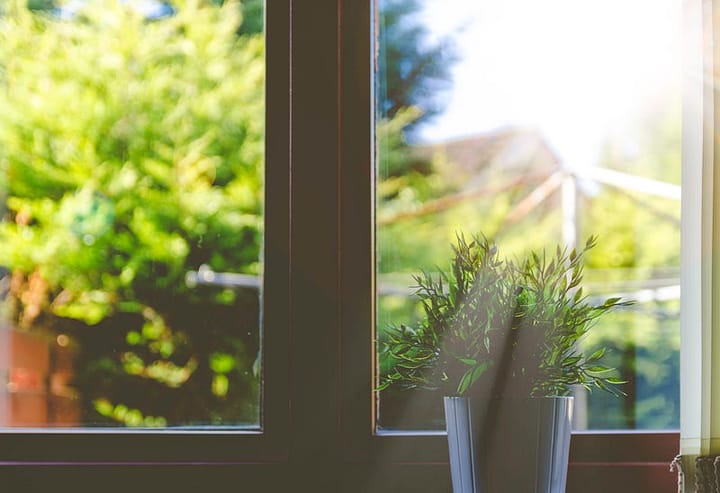 A window with sun streaming in, a plant in the forground, inside the house, and trees in the background, outside the window.