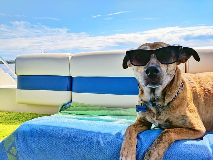 dog in sunglasses