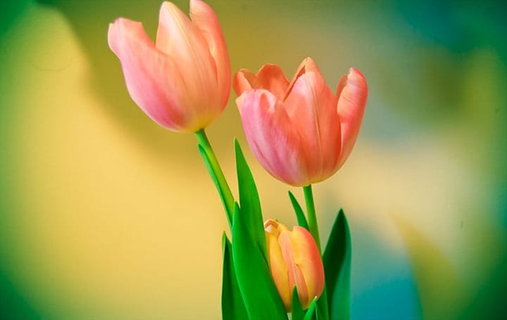 three tulips on a yellow and green blurry background