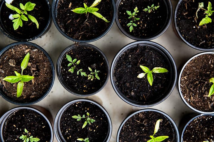 16 pots of soil have small green plants sprouting out them