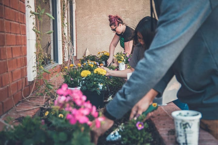 Going beyond planting seeds: How I’ve approached building design maturity in the BC Government