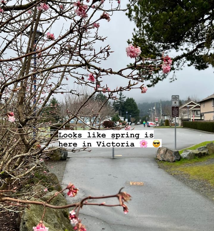 buds blooming, looks like spring in Victoria