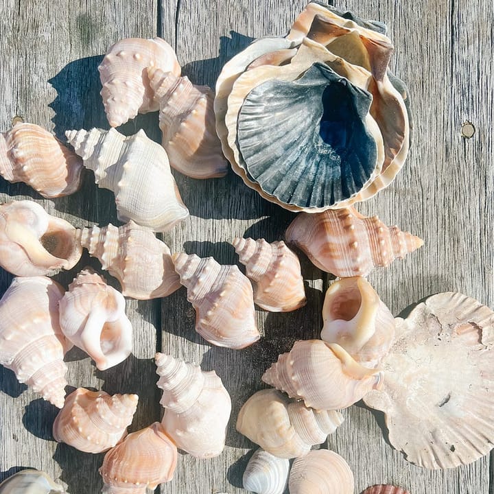 a group of 20 or so sea shells of various shapes and sizes, on a wooden bench